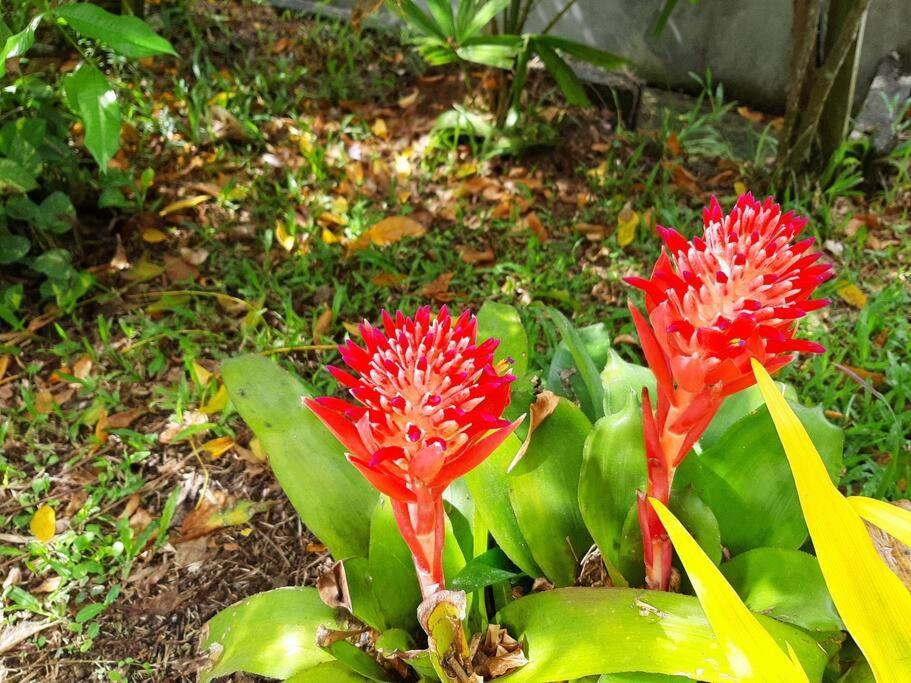 Le Colibri Voyageur Apartment Sans Pareil Luaran gambar